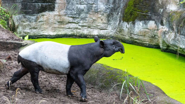 tapir