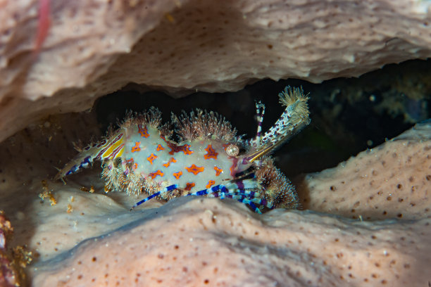 海洋 虾 鱼 生物