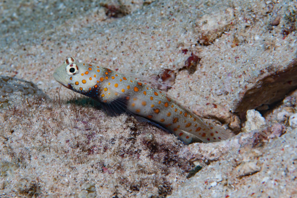 海洋 虾 鱼 生物