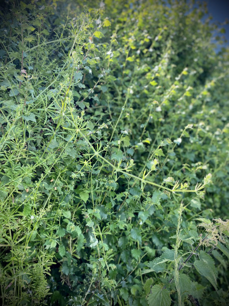 overgrown