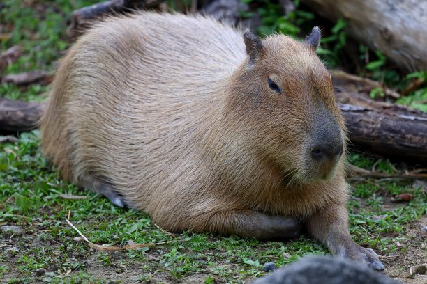 capybara
