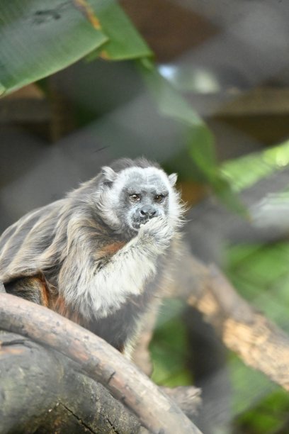 saguinus