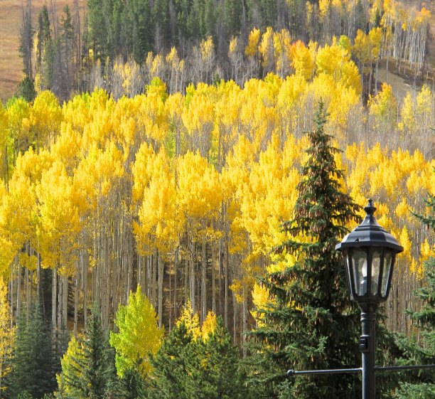 aspen