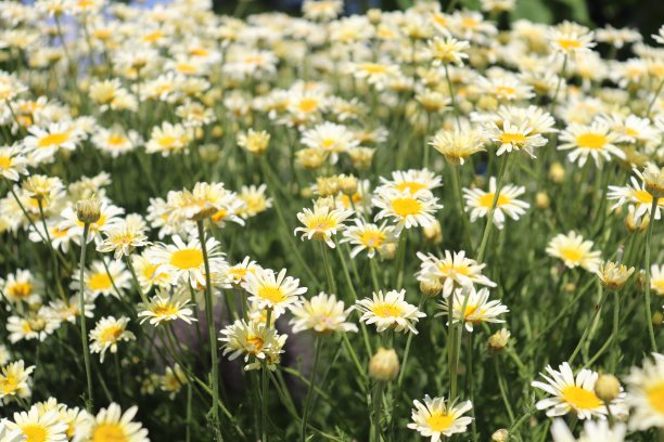 camomiles