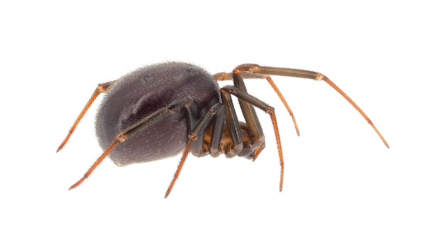 arachnid