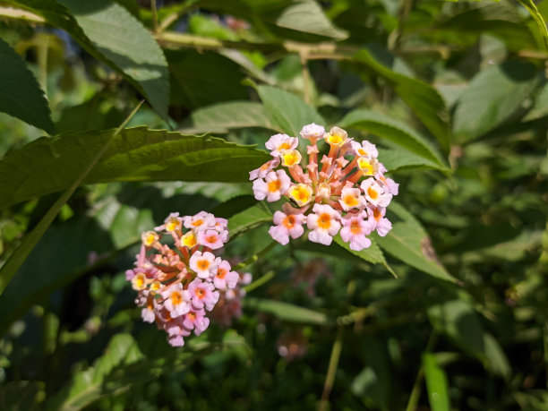 lantana