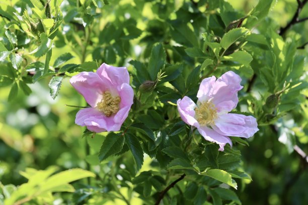 rugosa