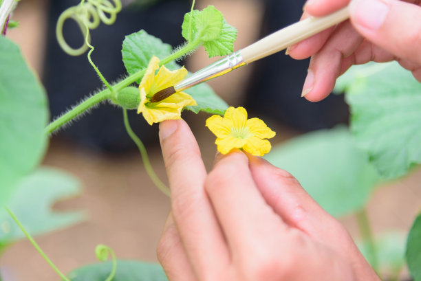 pollination