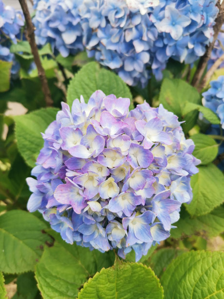 精美紫色绿色圆形花纹图案