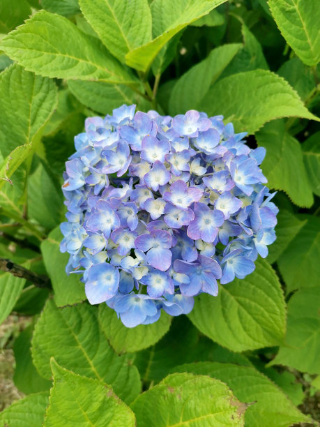 精美紫色绿色圆形花纹图案