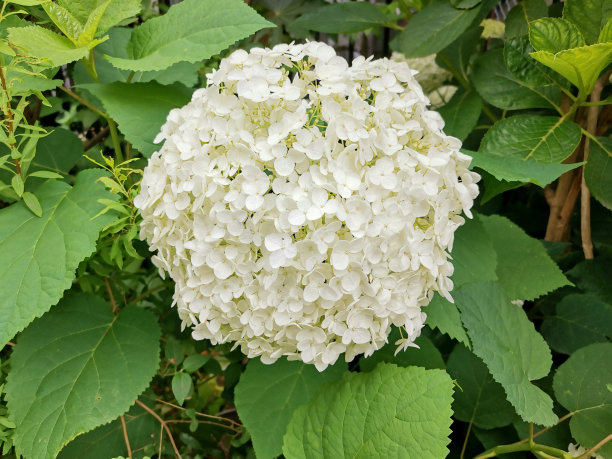 精美紫色绿色圆形花纹图案