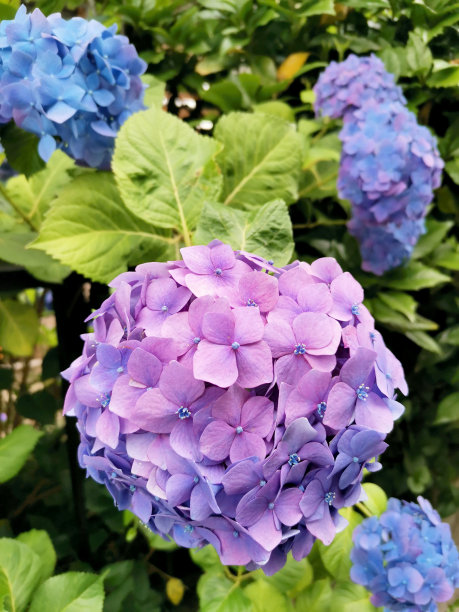 精美紫色绿色圆形花纹图案