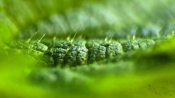 nettles