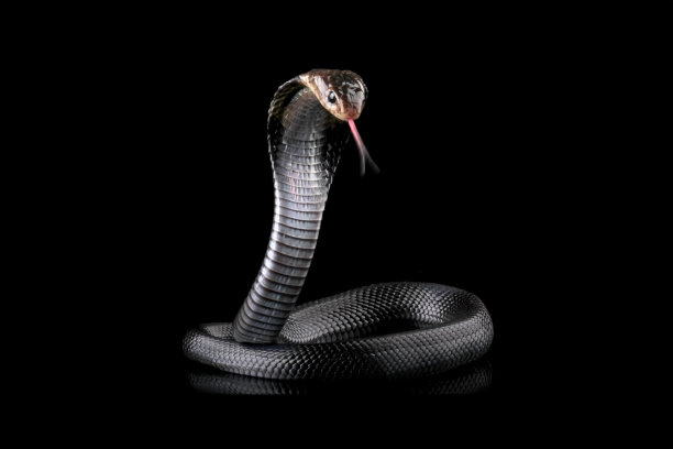 cobra