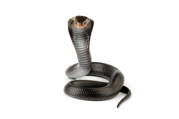 cobra
