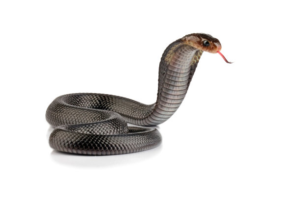 cobra