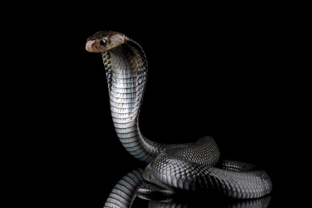 cobra