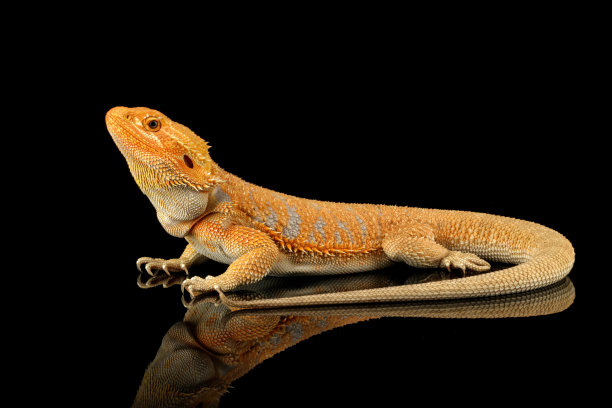 agama