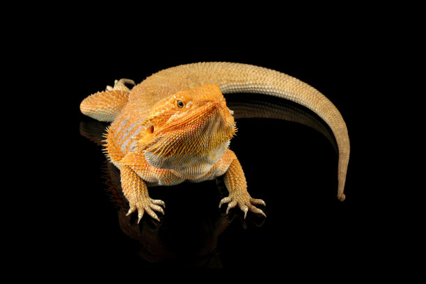 agama