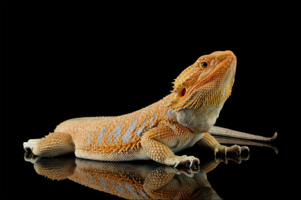 agama