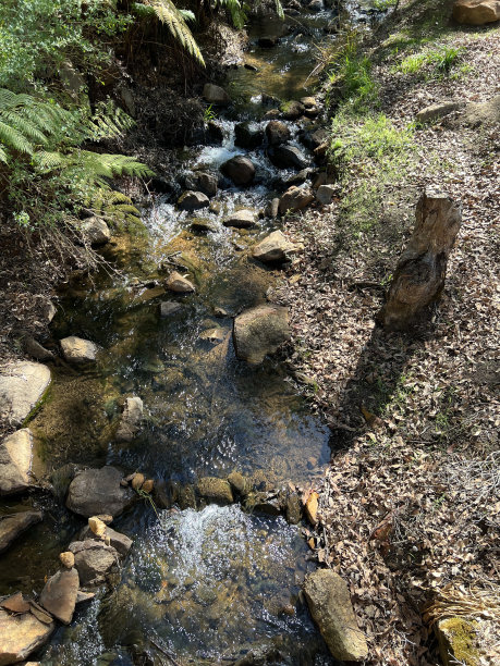 公园郁金香植物园花海浪漫花田