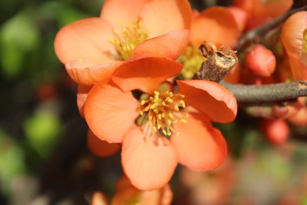chaenomeles