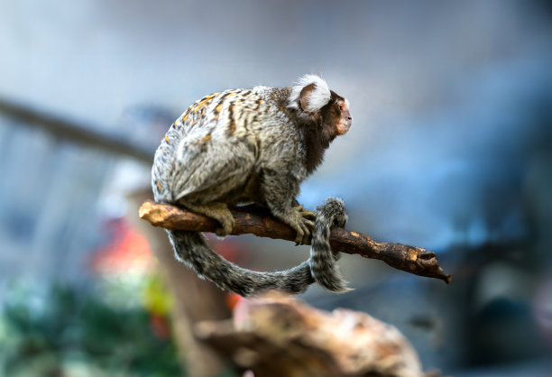marmoset