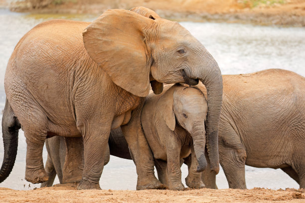 pachyderm