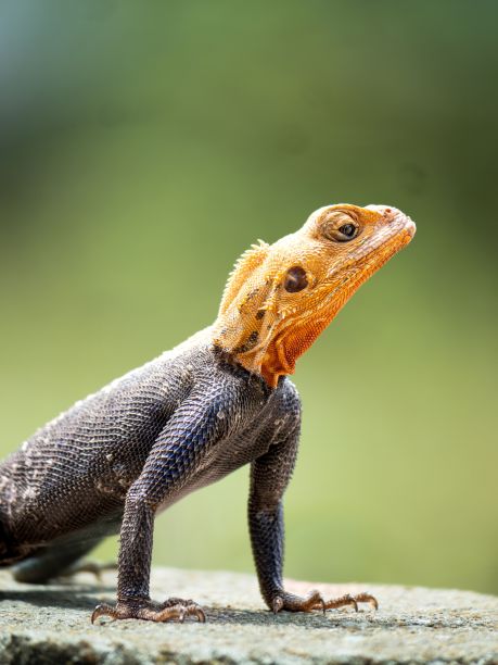 agama