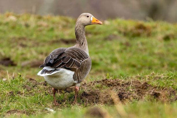 branta
