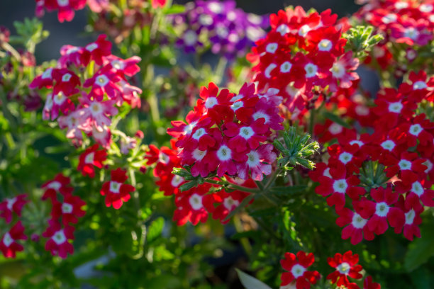 verbena