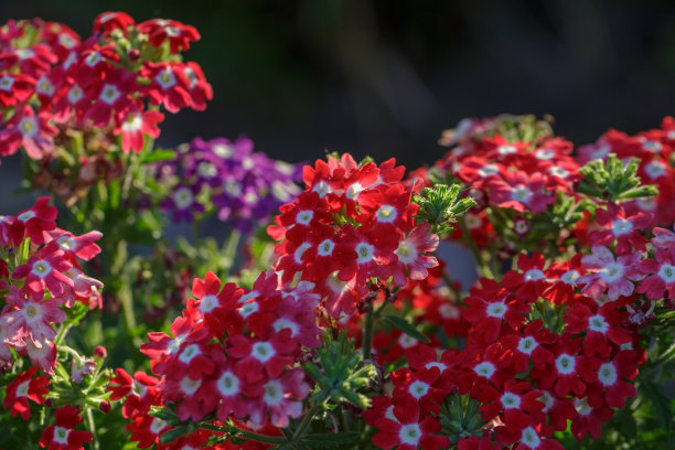 verbena