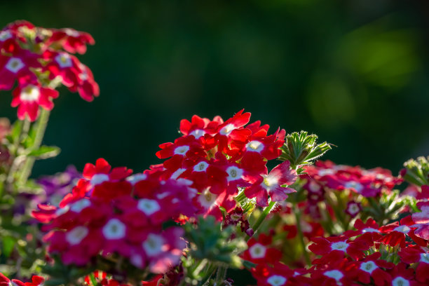 verbena
