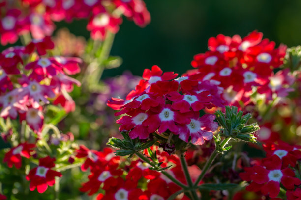 verbena