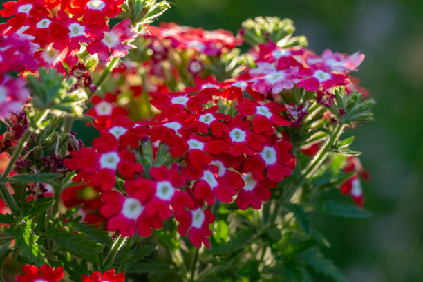 verbena