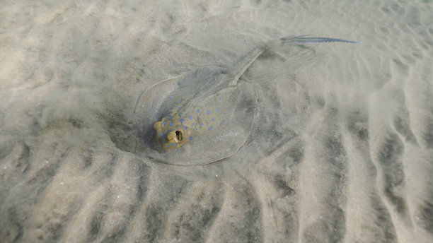 stingray