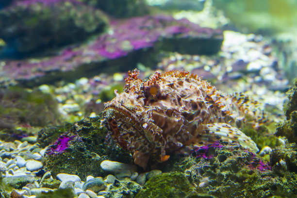 pterois