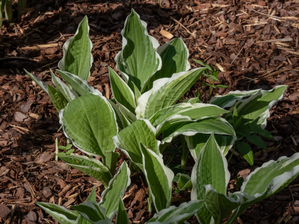 hosta
