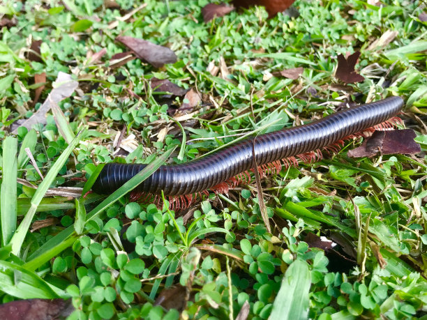 millipede