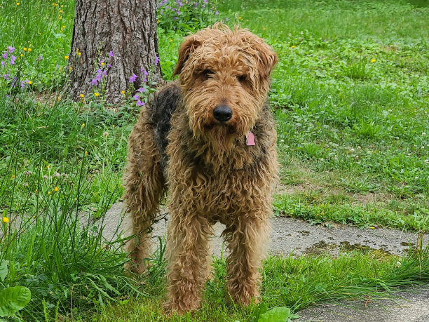 airedale