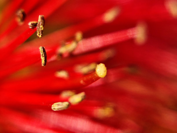 stamens