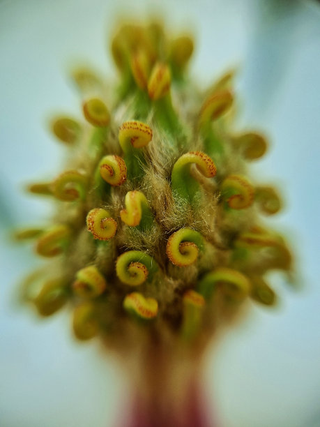 stamens