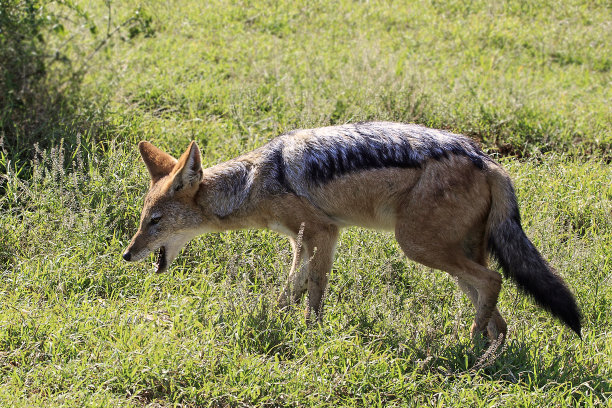 jackal