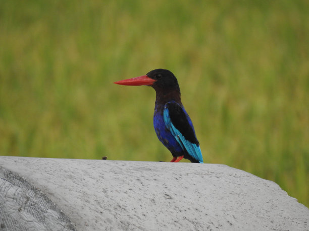 perched