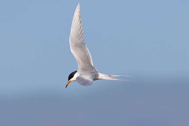 小tern