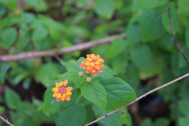 lantana