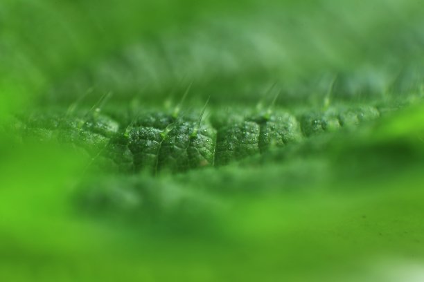 nettles