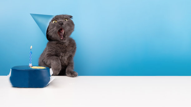 生日小猫派对可爱庆祝蛋糕形象