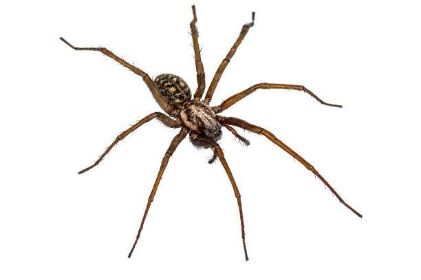 arachnid