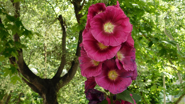 stockrose